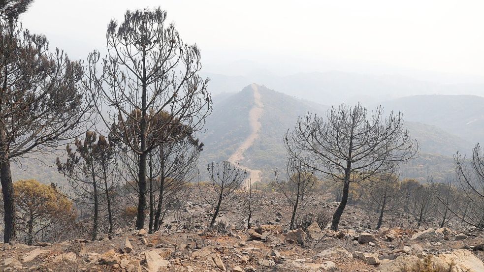 Ein Waldbrand nie gekannten Ausmaßes wütet derzeit in der Gemeinde Los Gallardos in der südspanischen Provinz Almería. (Archivbild). Foto: Álex Zea/EUROPA PRESS/dpa