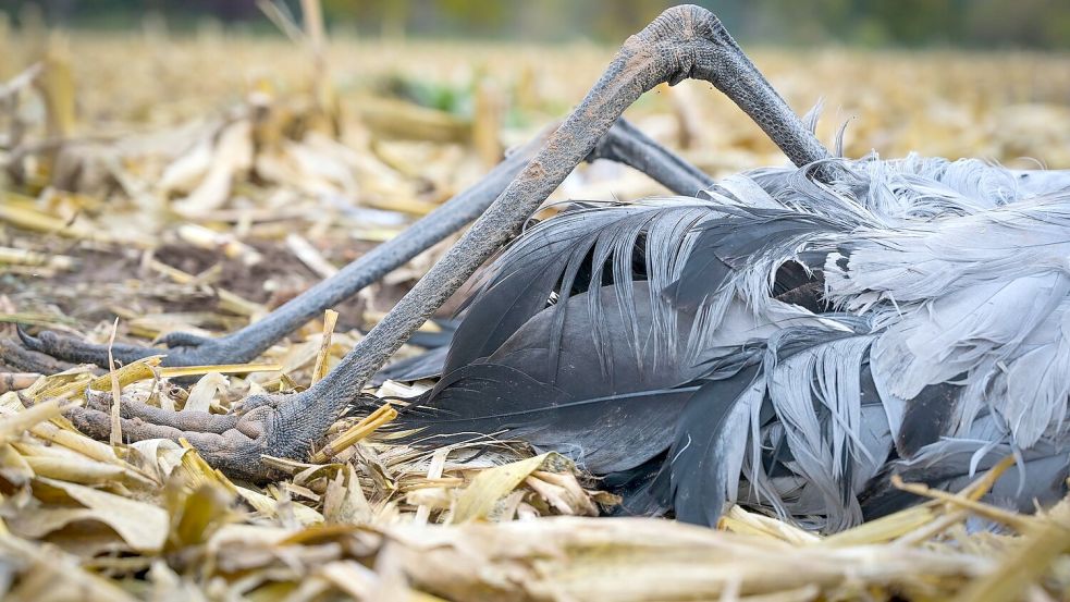 Auch in Deutschland sind viele Vögel betroffen, darunter zahlreiche Kraniche. (Archivbild) Foto: Heiko Rebsch/dpa
