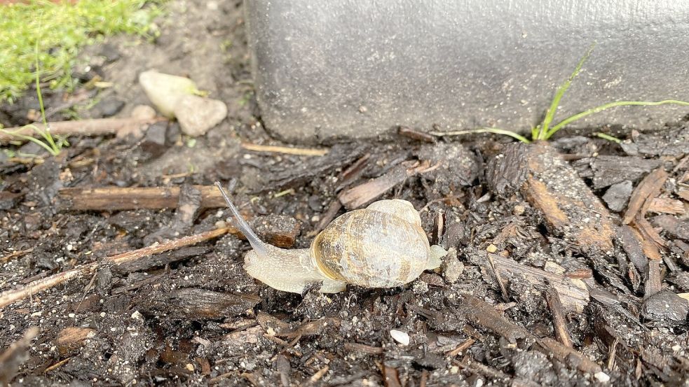 Die gefleckte Weinbergschnecke ist in Ihlowerfehn unterwegs. Foto: Christin Wetzel