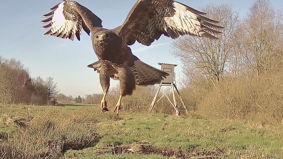 April Mit dem Foto „Nur einen Flügelschlag entfernt“ geht der Titel an die Leserfotografin Ida Dettmers.