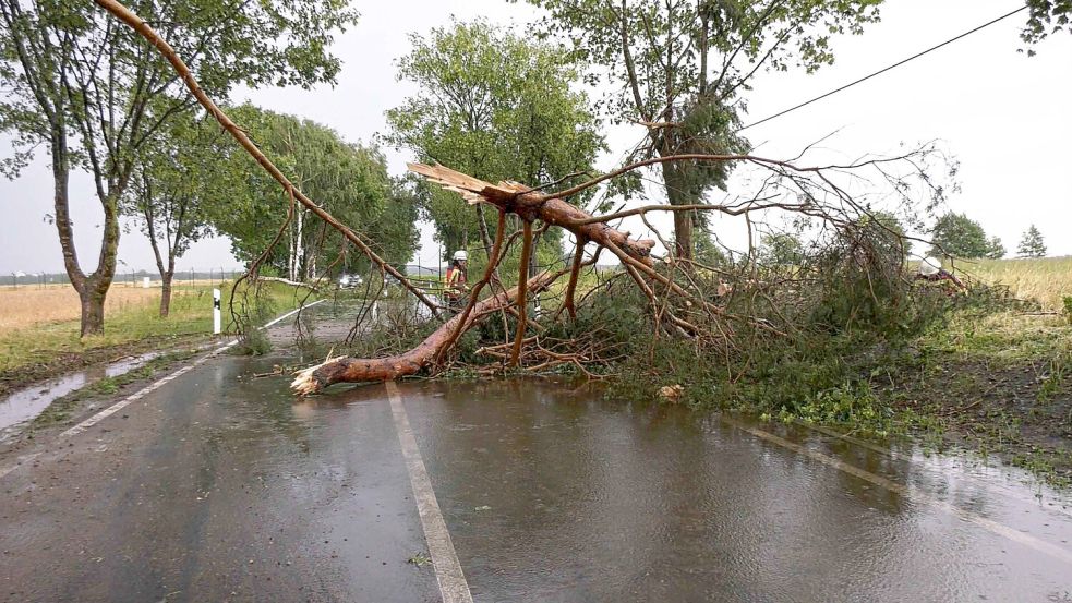 Ein Feuerwehrmann befreit bei Ludwigslust-Parchim eine Straße nach einem Gewitter von einem herabgefallenen Ast. Foto: Ralf Drefin/SWM DV Studio/dpa
