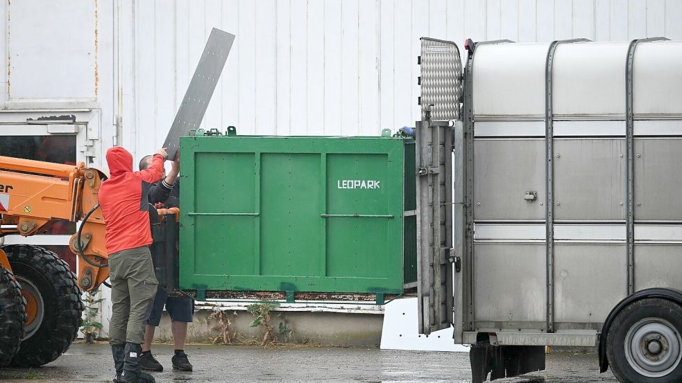 Sechs Tiger aus der privaten Anlage bei Leipzig wurden inzwischen nach Spanien gebracht. (Archivbild) Foto: Heiko Rebsch/dpa