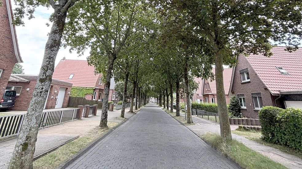 In Norden ging das Gerücht um, dass die Stadt die Bäume entlang der Jahnstraße fällen will. Foto: Rebecca Kresse