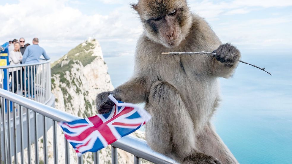 Der Felsen von Gibraltar ist für seine Affen bekannt. (Archivfoto) Foto: Frank Rumpenhorst