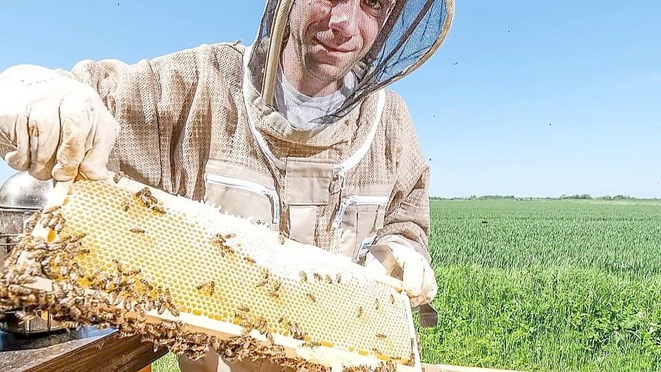 Mit besonderem Engagement setzt sich der Niebüller Imker Steven Reed nicht nur für die Honigbiene ein, sondern auch für Wildbienen, Wespen und Hornissen. Foto: Imkerei Reed