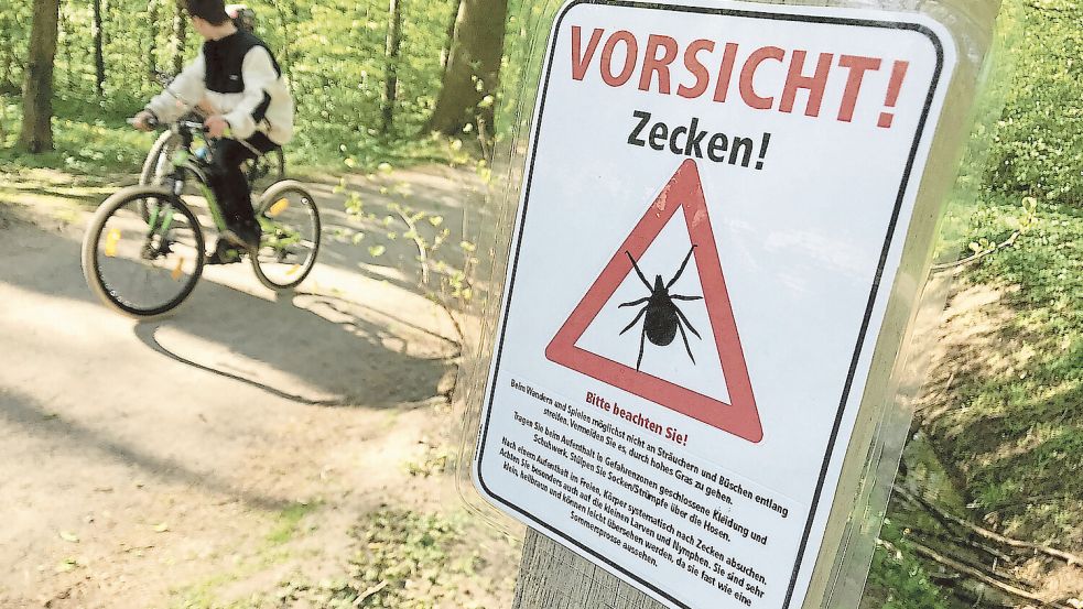Zeckenbisse stellen eine große Gefahr dar, da einige das Virus FSME übertragen, das zu Hirnhautentzündung führen kann. Foto: dpa/Julian Stratenschulte
