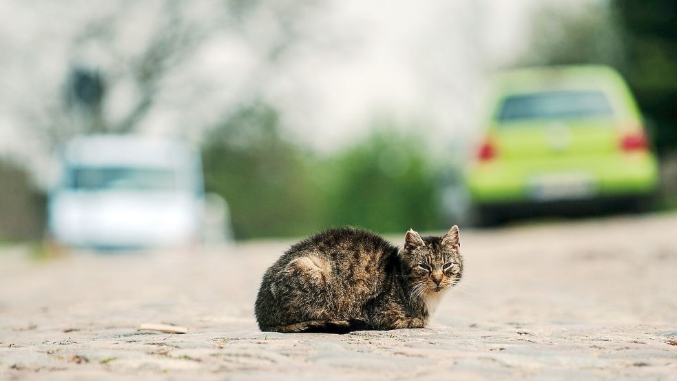 Eine Katze sitzt mitten auf einer Straße. Symbolfoto: Paul Zinken/dpa