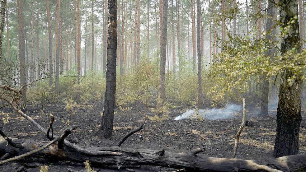 Der Großbrand im Müritz-Nationalpark ist laut Schweriner Umweltministerium gelöscht. Foto: Michael Ukas