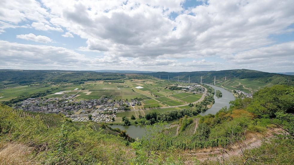 Blick auf die Mosel bei Ürzig. Die große Hitze bleibt in den kommenden Tagen aus. Foto: Harald Tittel