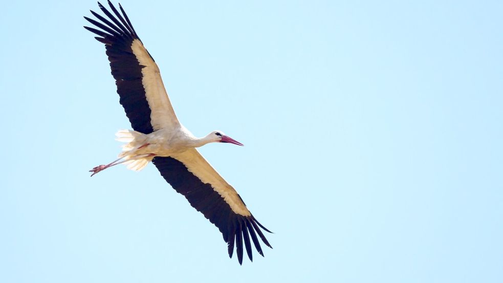 Überflieger: Mit 15.000 Weißstorch-Brutpaaren rechnet der Nabu in dieser Saison. (Archivbild) Foto: Patrick Pleul
