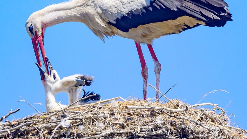 Ein Weißstorch gibt einem Jungvogel Wasser. (Archivbild) Foto: Patrick Pleul