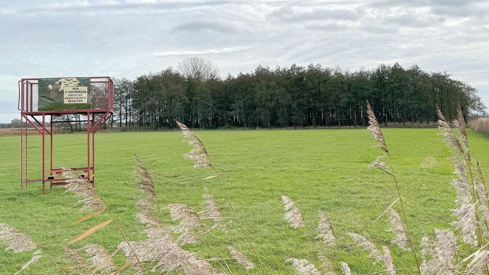 Das Erlenwäldchen bei Forlitz soll schrittweise gerodet werden. Foto: Holger Janssen