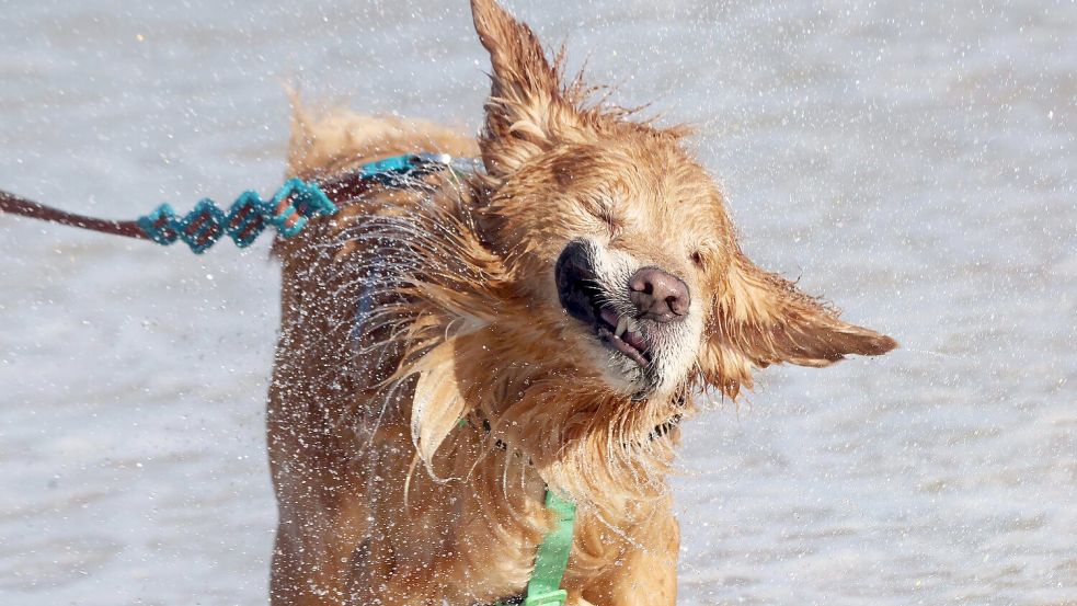 An Hundestränden dürfen sich Vierbeiner nach Herzenslust austoben. Foto: IMAGO/ZUMA Press Wire/Bob Kar