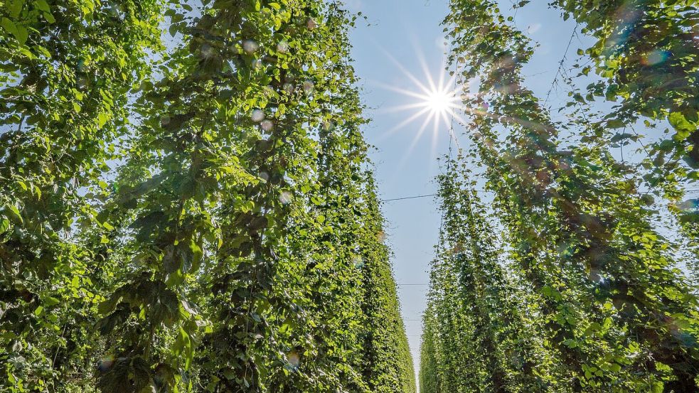 Beim Hopfen gibt es nach wie vor ein Überangebot. (Archivbild) Foto: Armin Weigel