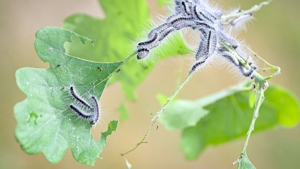 Der Eichenprozessionsspinner profitiert vom Klimawandel. (Archivbild) Foto: Philip Dulian