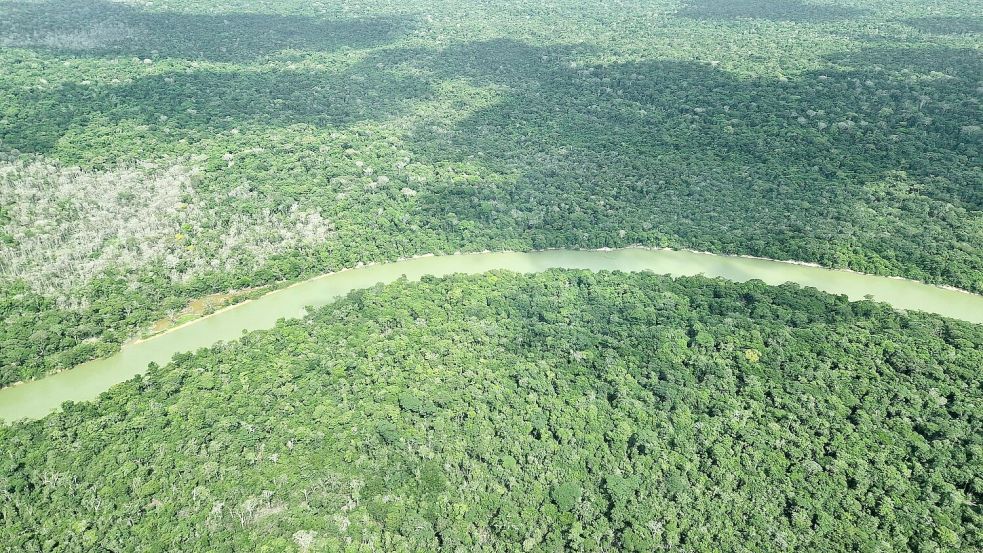 Gute Nachrichten für den Regenwald: Weniger Fläche abgebrannt. (Archivbild) Foto: Larissa Schwedes/dpa