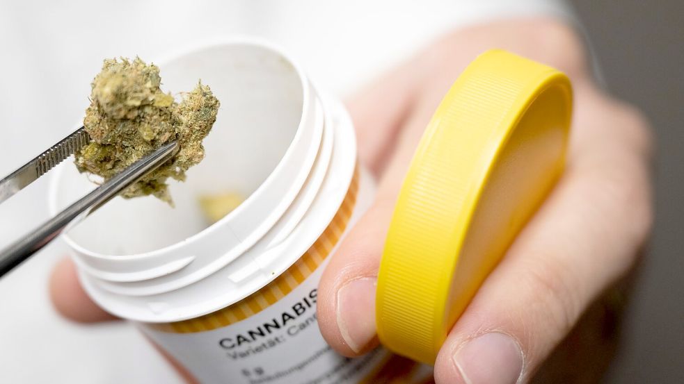 Bei Cannabis auf Rezept ist meist viel mehr Wirkstoff enthalten als bei Cannabis im Straßenhandel. (Archivbild) Foto: Boris Roessler