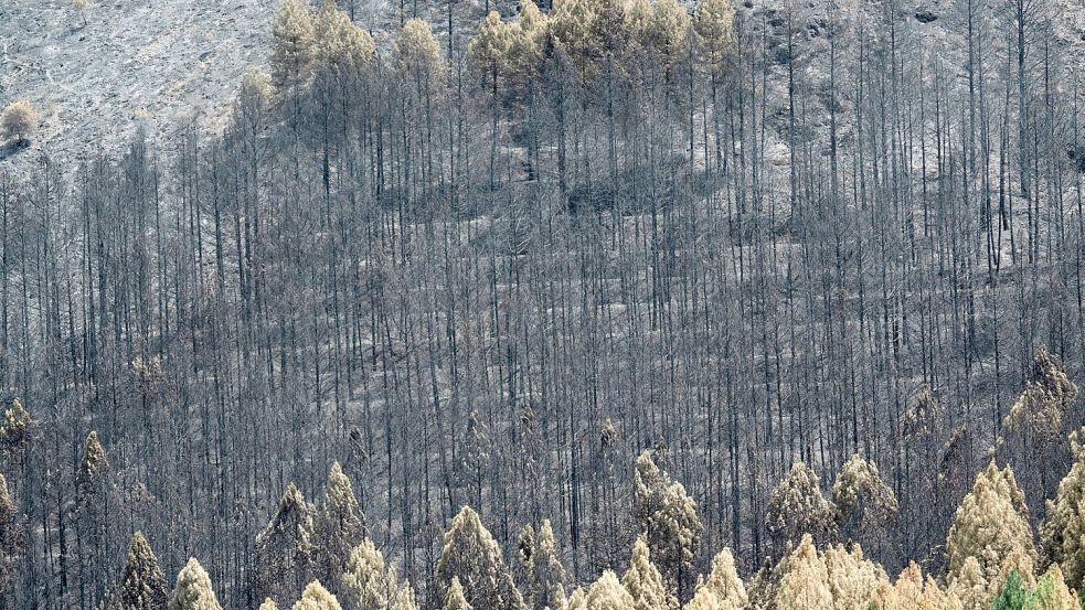 Feuerwehrleute kämpfen nahe Madrid gegen einen großen Waldbrand. Foto: Mateo Lanzuela/EUROPA PRESS/dpa