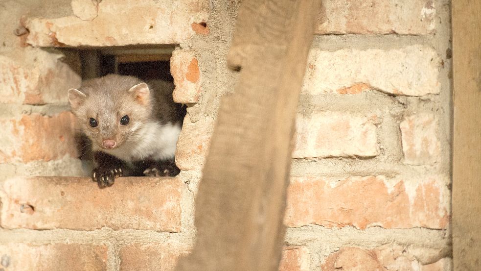 Ein junger Steinmarder, der in einer Mauer sitzt. Foto: dpa/Phillip Schulze