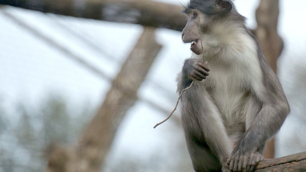 Eine Weißscheitelmangabe hat am Mittwochnachmittag eine Mitarbeiterin des Zoo Osnabrück verletzt und entkam aus der Anlage. Foto: imago/Depositphotos