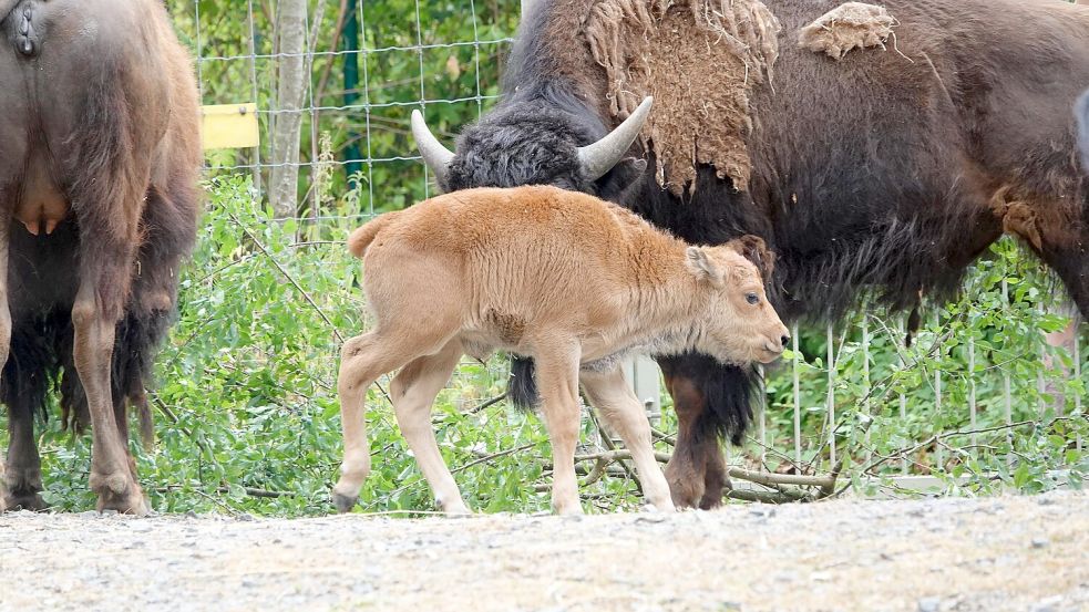 Das Bisonkalb bleibt viel in der Nähe von Mutter Kunigunde, ruht sich aber auch noch gern aus. Zu sehen sind die Tiere in der Nordamerika-Tierwelt Manitoba. Foto: Zoo Osnabrück / Lara Tönnes