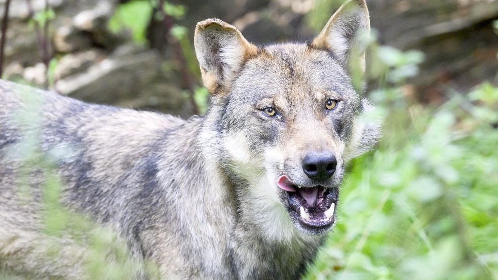 In der Toskana tötet ein Wolf eine Hündin – wollte das Tier ein Kleinkind angreifen? Foto: dpa/Julian Stratenschulte
