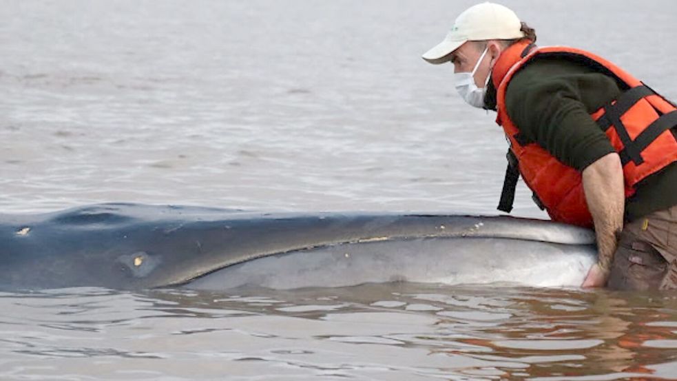 Der Wal ist nahe der argentinischen Hauptstadt Buenos Aires gestrandet. Foto: Fundación Temaikén