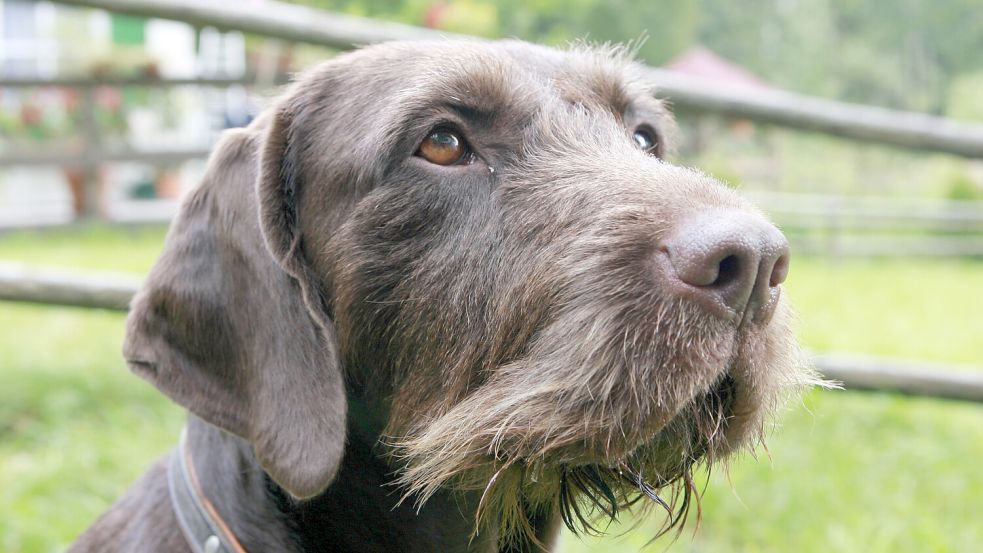Ein Deutsch Drahthaar: Unter anderem solch ein Hund soll in dem Vorfall in Ihlow verwickelt gewesen sein. Foto: DPA