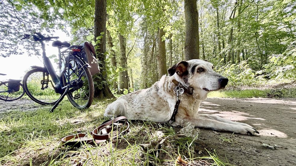 Der Sommer kommt wieder: Auch Ostfriesland bekommt die ersten „Hundstage“ ab. Symbolfoto: Klaus Ortgies