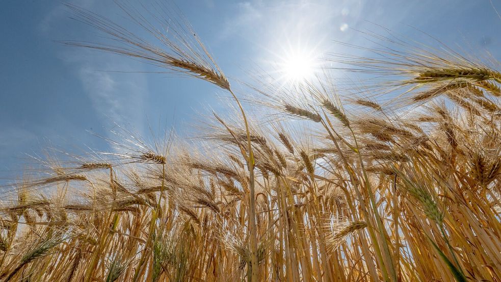Im Großteil des Landes geht der DWD von Höchsttemperaturen zwischen 26 und 31 Grad aus. (Archivbild) Foto: Boris Roessler