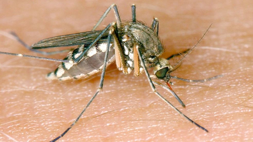 Eine West-Nil-Virus-Infektion in Rheinland-Pfalz ist die erste bekannte Ansteckung im Inland in diesem Jahr. (Symbolbild) Foto: Andreas Lander/dpa-Zentralbild/d