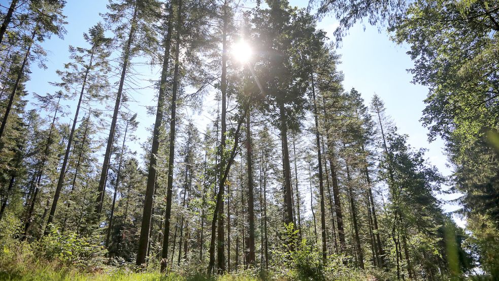 Auch die ostfriesischen Wälder sind aktuell sehr trocken. Daher gilt es besonders wachsam zu sein. Foto: Archiv/Romuald Banik