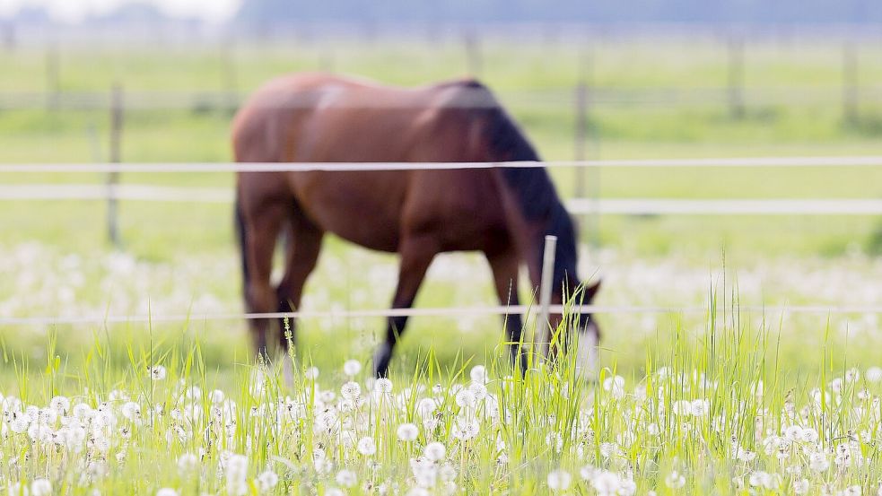 Dieses Pferd grast auf einer Koppel. Symbolfoto: DPA