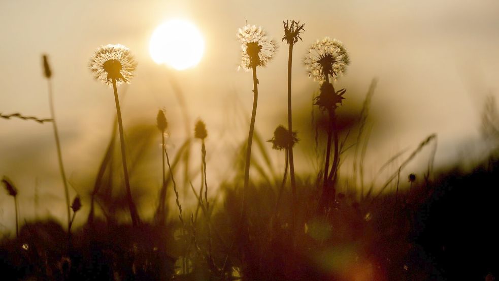 Das Wetter in Deutschland wird in den nächsten Tagen heiß und gewittrig. Foto: Thomas Warnack/dpa