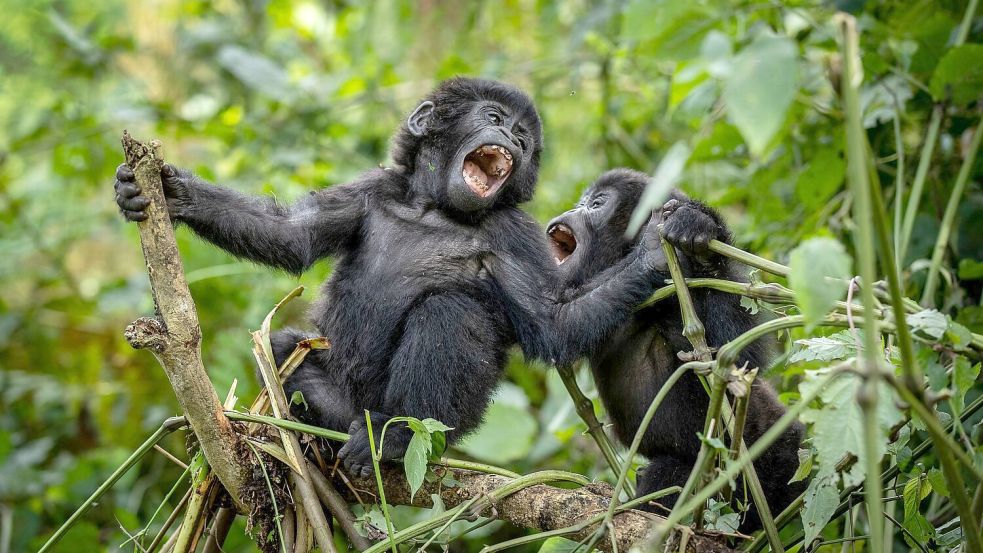 Bei den Berggorillas haben Artenschutz-Maßnahmen Wirkung gezeigt. Foto: Uncredited/AP/dpa