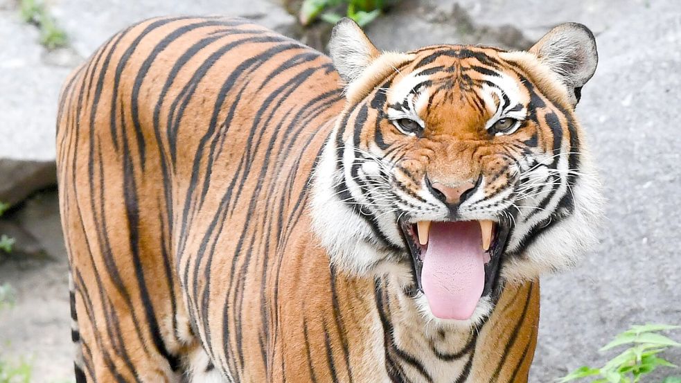 Indochinesische Tiger sind in freier Wildbahn sehr selten geworden. (Archivbild) Foto: Jens Kalaene