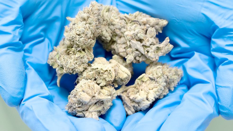 Aus Hanfblüten kann das verschreibungspflichtige Medikament Dronabinol gewonnen werden. Foto: Sebastian Kahnert