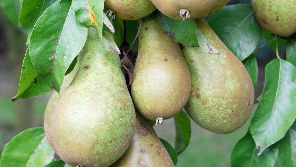 Birnen reagieren emfindlich auf Druck. Daher werden sie pflückreif geerntet. Foto: Pixabay/HeyKristine