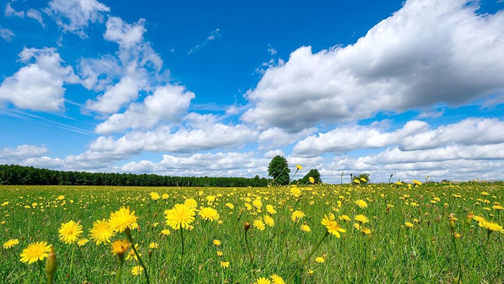 Das Wochenende bringt Temperaturen von mehr als 30 Grad mit sich. Foto: Patrick Pleul