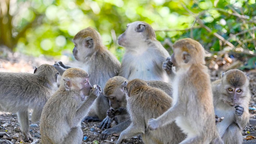 Ein Langschwanzmakake sorgt auf der indonesischen Insel Sumatra für Unruhe – oder steckt gar eine ganze Bande dahinter? Foto: AFP/Chaideer Mahyuddin