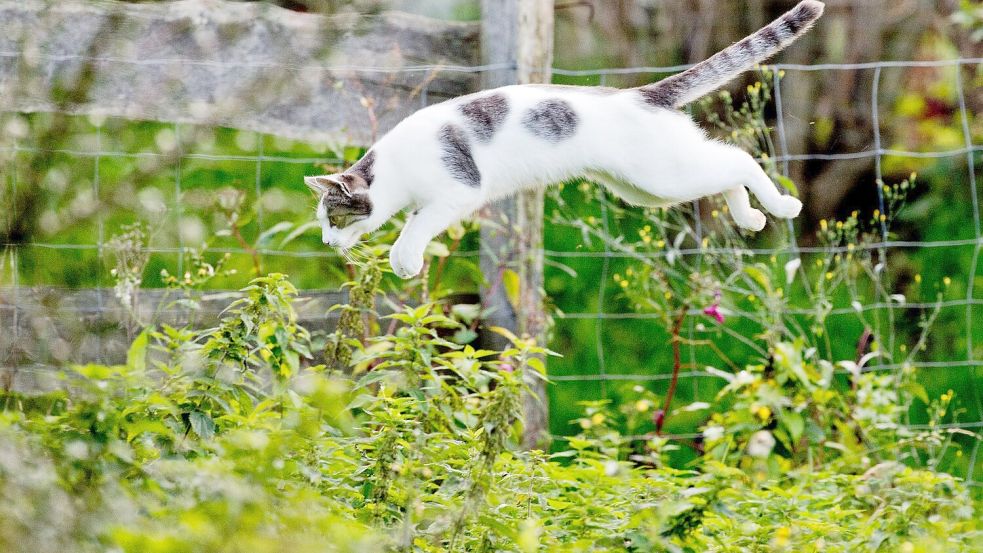 Tierärzte fordern eine Kastrationspflicht von Katzen, die frei herumlaufen dürfen. (Symbolbild) Foto: Julian Stratenschulte