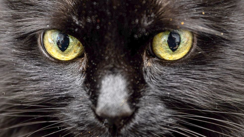 Weiß eine KI, was diese Katzenaugen sagen? Foto: picture alliance/dpa