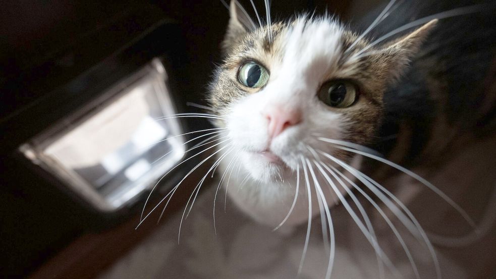 Schlaue Mieze oder smarte Katzenklappe? Foto: Marijan Murat