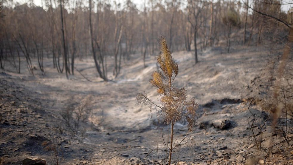 Verkohlte Bäume - so sehen die Flächen in Spanien aus, wo Brände wüteten. Foto: Clara Carrasco/EUROPA PRESS/dpa