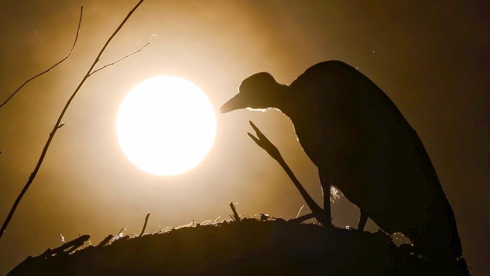 Zu Beginn einer Sonnenfinsternis wirkt es so, als knabbere jemand an der Sonnenscheibe. (Archivbild) Foto: Patrick Pleul