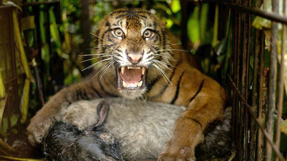 Die Tigerin wurde mit einem Ziegenkadaver angelockt. Foto: Andri Mardiansyah/XinHua/dpa
