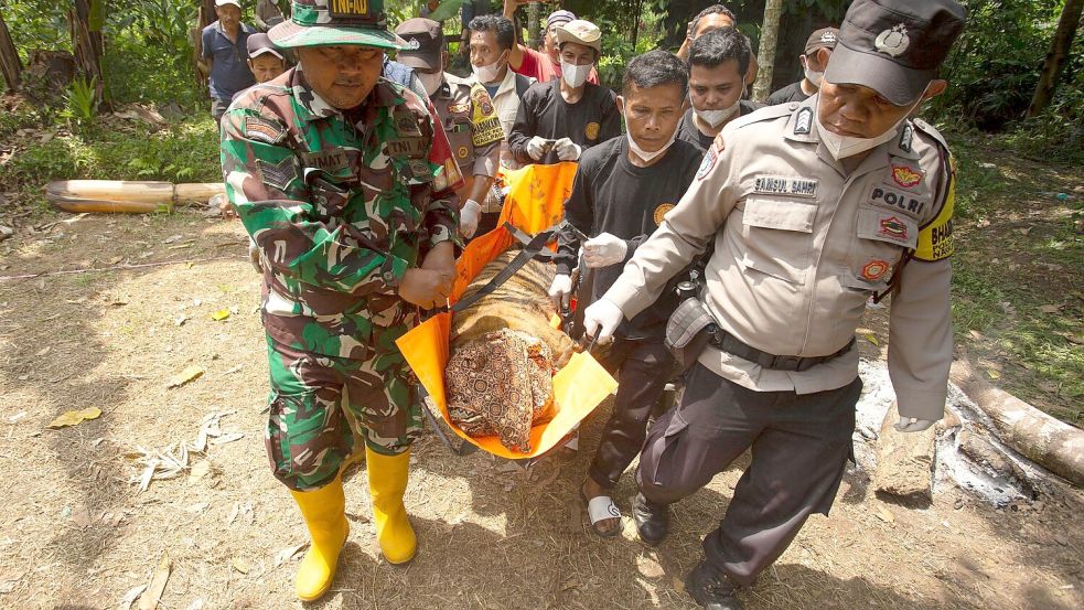 Die Tigerin soll bald wieder freigelassen werden. Foto: Andri Mardiansyah/XinHua/dpa