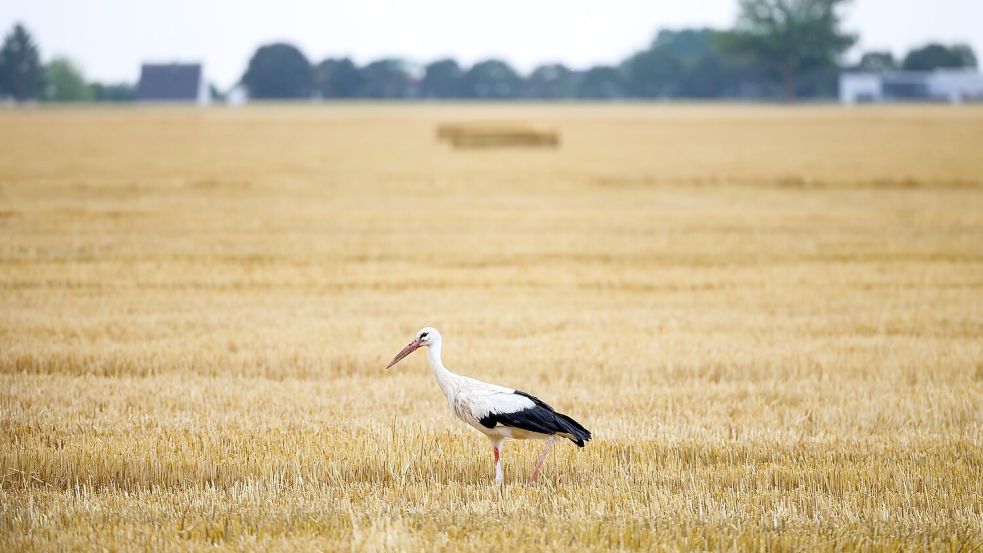 Auch die Wildtierwelt kämpft mit der Trockenheit. (Archivbild) Foto: Christoph Reichwein