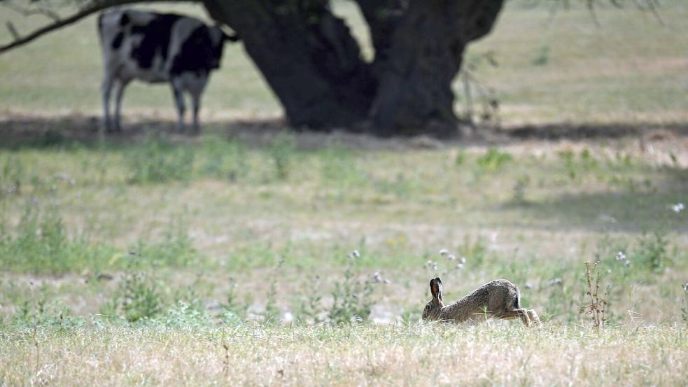 Vielen Tieren fehlen Möglichkeiten zum Abkühlen. (Archivbild) Foto: Federico Gambarini