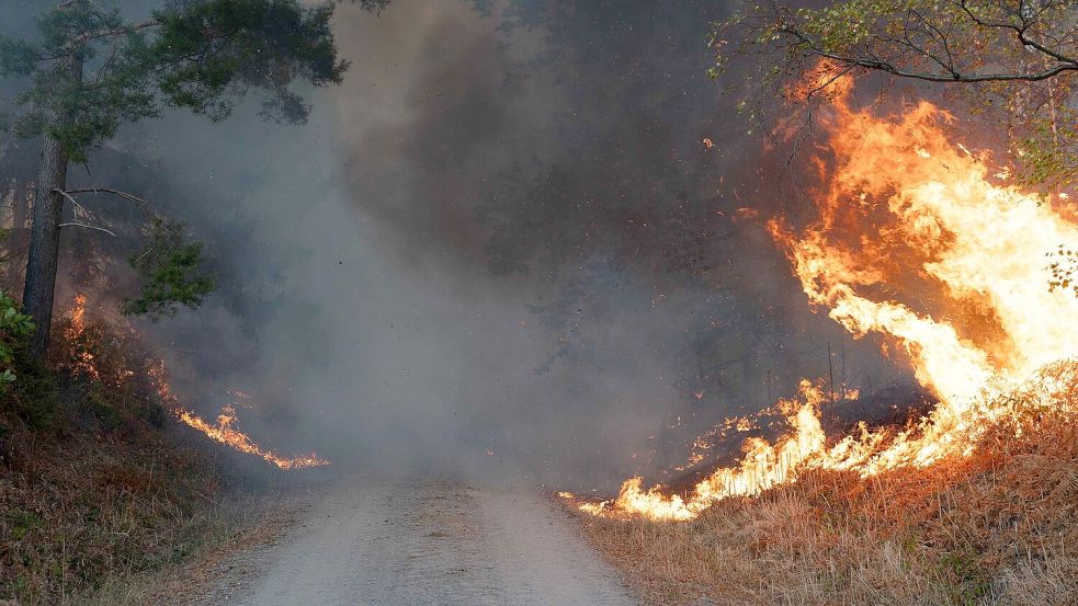 Die lange Trockenheit erhöht das Waldbrandrisiko. Foto: Jan Ohmen